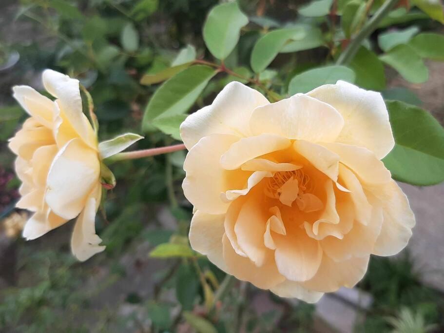 Apartmán Villino La Rosa Antica Florencie Exteriér fotografie